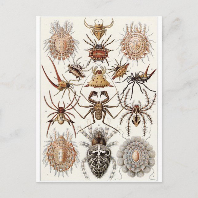 Ernst Haeckel Art Postcard: Arachnida Postcard (Front)