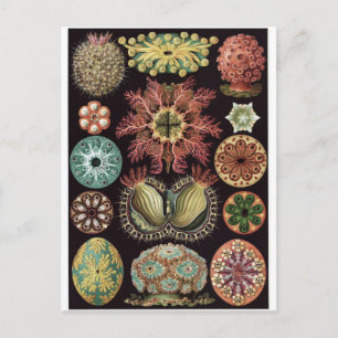Ernst Haeckel Art Postcard: Ascidiae Postcard