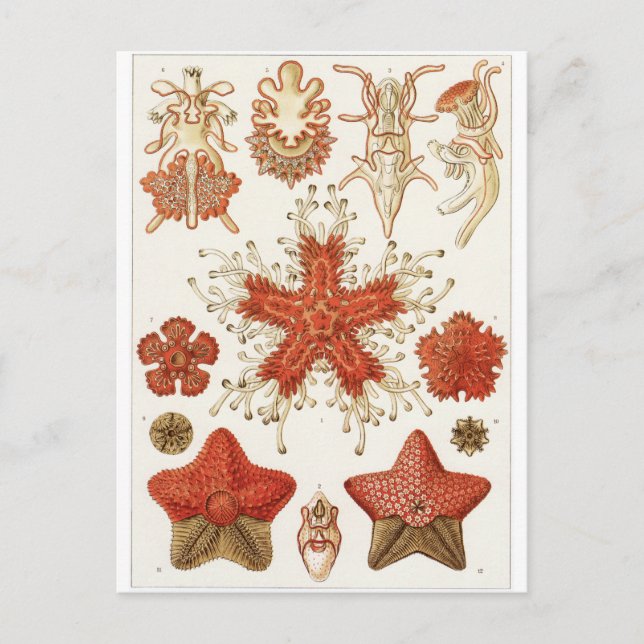 Ernst Haeckel Art Postcard: Asteridea Postcard (Front)