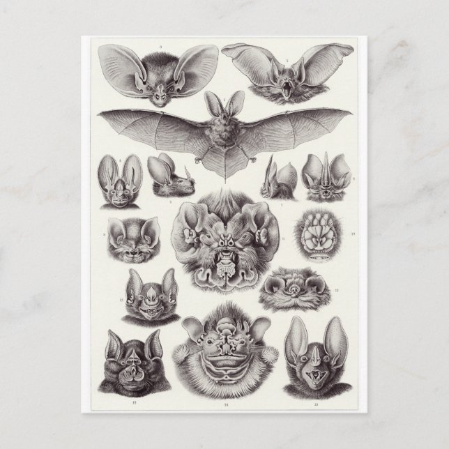 Ernst Haeckel Art Postcard: Chiroptera Postcard (Front)