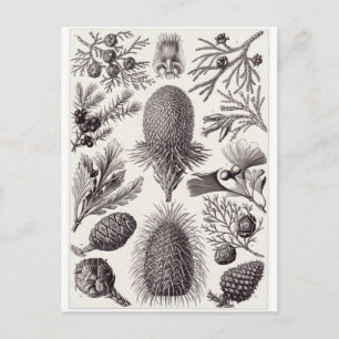 Ernst Haeckel Art Postcard: Coniferae Postcard