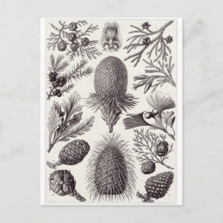 Ernst Haeckel Art Postcard: Coniferae Postcard