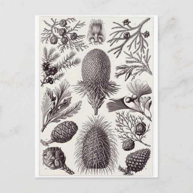 Ernst Haeckel Art Postcard: Coniferae Postcard (Front)