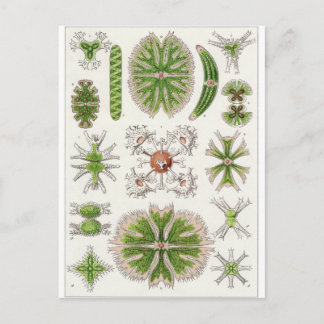 Ernst Haeckel Art Postcard: Desmidiea Postcard