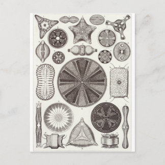 Ernst Haeckel Art Postcard: Diatomea Postcard