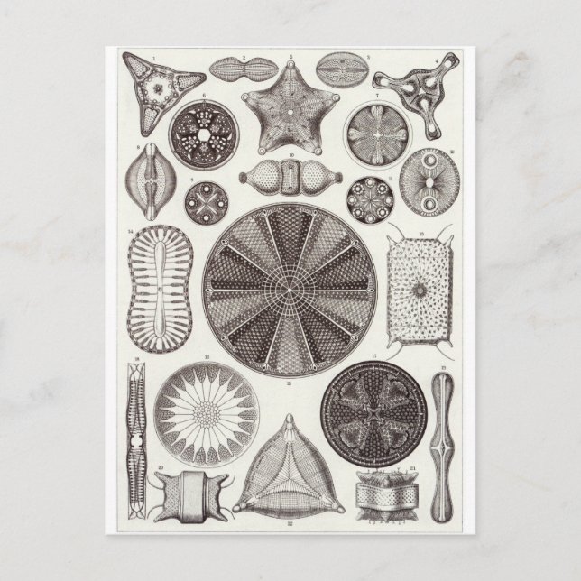 Ernst Haeckel Art Postcard: Diatomea Postcard (Front)