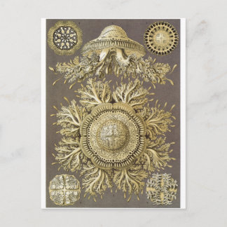 Ernst Haeckel Art Postcard: Discomedusae Postcard
