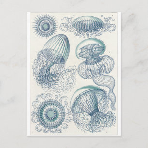 Ernst Haeckel Art Postcard: Leptomedusae Postcard