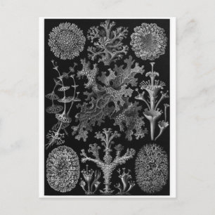 Ernst Haeckel Art Postcard: Lichenes Postcard