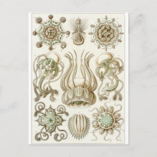 Ernst Haeckel Art Postcard: Narcomedusae Postcard