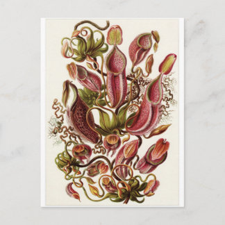 Ernst Haeckel Art Postcard: Nepenthaceae Postcard