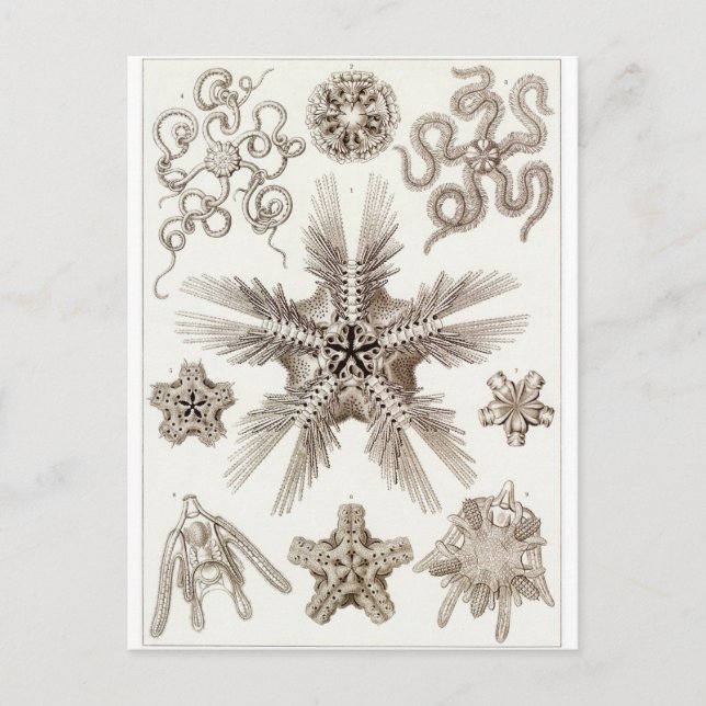 Ernst Haeckel Art Postcard: Ophiodea Postcard (Front)
