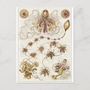 Ernst Haeckel Art Postcard: Siphonophorae Postcard