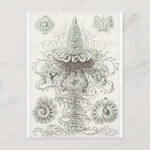 Ernst Haeckel Art Postcard: Siphonophorae Postcard