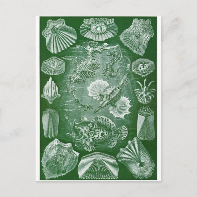 Ernst Haeckel Art Postcard: Teleostei Postcard (Front)