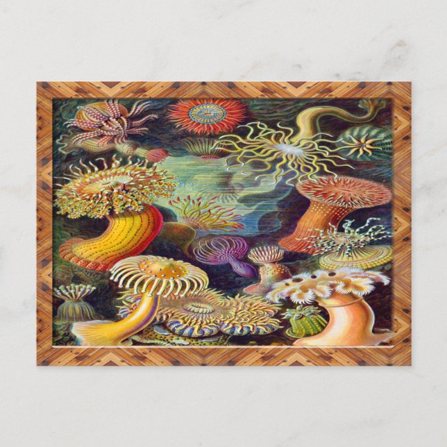 Ernst Haeckel Art Print:Actiniae Postcard (Front)
