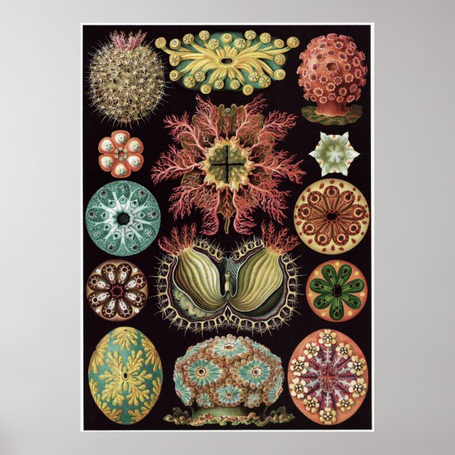Ernst Haeckel Art Print: Ascidiae Poster (Front)