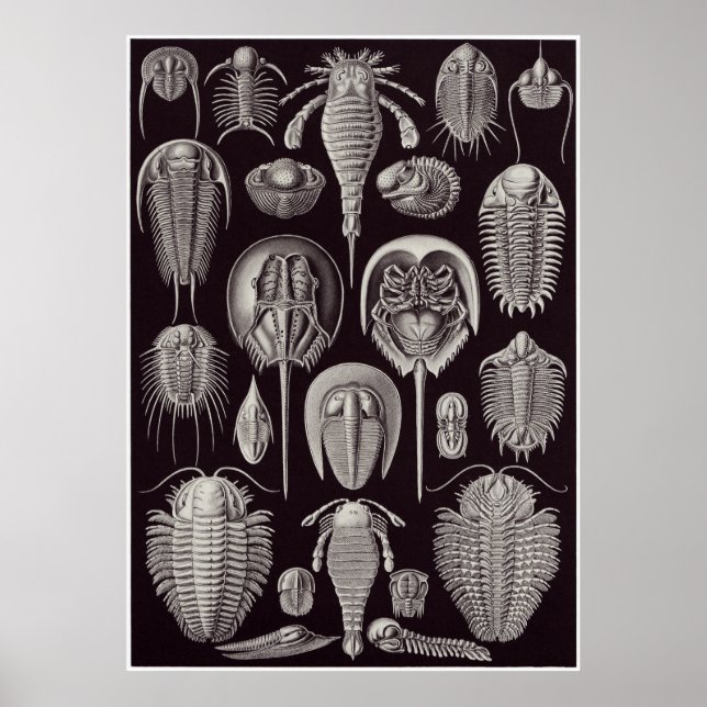 Ernst Haeckel Art Print: Aspidonia Poster (Front)