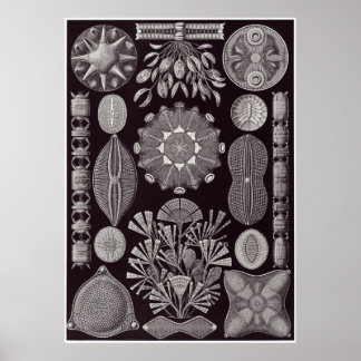 Ernst Haeckel Art Print: Diatomea Poster