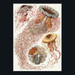 Ernst Haeckel Art Print: Discomedusae Poster<br><div class="desc">Ernst Haeckel art print</div>
