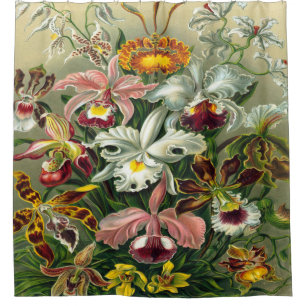 Ernst Haeckel Art Print:Orchidae Oncidiums, tulips Shower Curtain