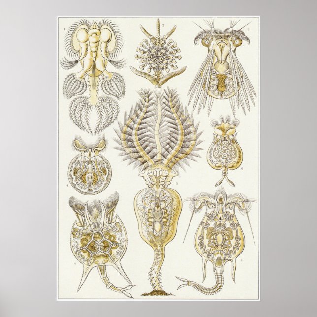 Ernst Haeckel Art Print: Rotatoria Poster (Front)