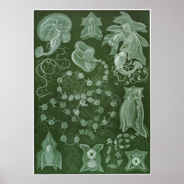 Ernst Haeckel Art Print: Siphonophorae Poster (Front)