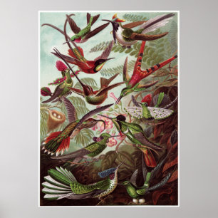 Ernst Haeckel Art Print: Trochilidae Poster