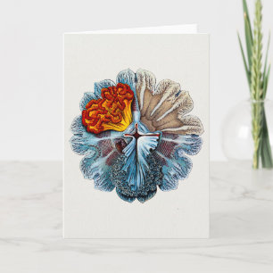 Ernst Haeckel Artforms Of Nature Greeting Card