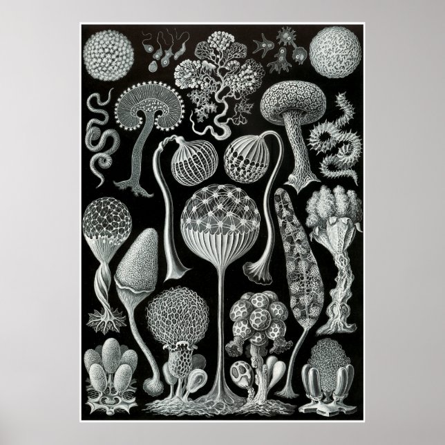 Ernst Haeckel Artforms Of Nature Print (Front)