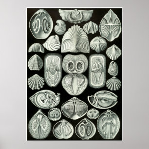 Ernst Haeckel Artforms Of Nature Print