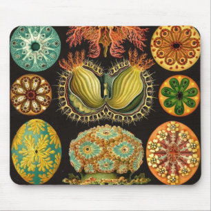 Ernst Haeckel - Ascidiae Detail2 Mouse Pad