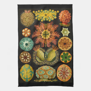 Ernst Haeckel Ascidiae Sea Life Illustration Tea Towel