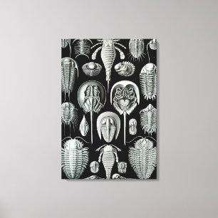 Ernst Haeckel Aspidonia crabs Canvas Print