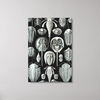 Ernst Haeckel Aspidonia crabs Canvas Print