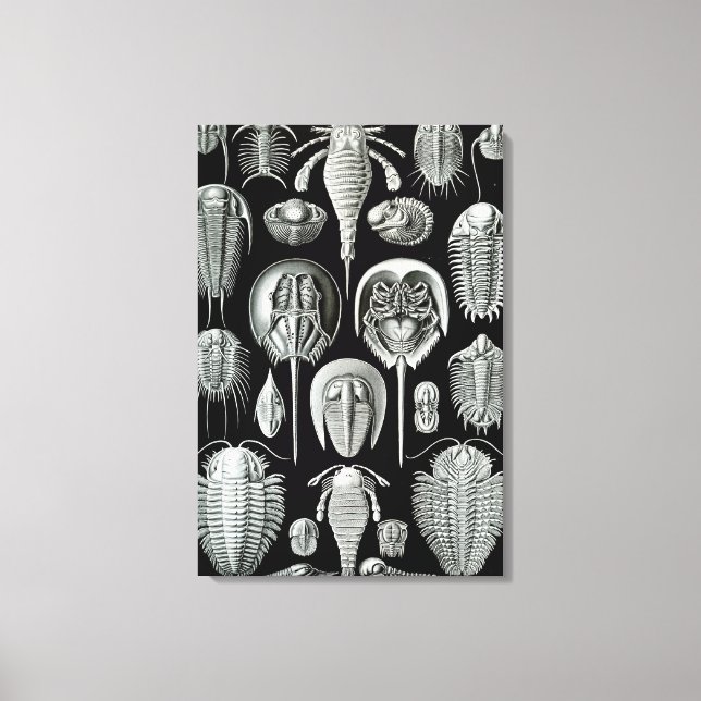 Ernst Haeckel Aspidonia crabs Canvas Print (Front)