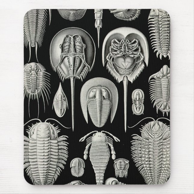 Ernst Haeckel Aspidonia Mouse Pad (Front)