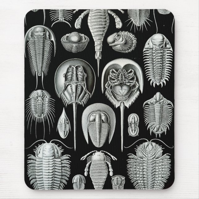 Ernst Haeckel - Aspidonia Mouse Pad (Front)