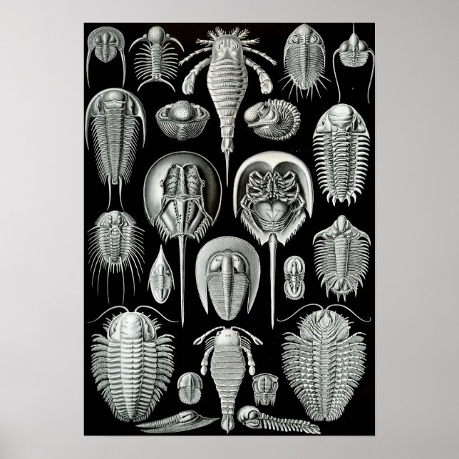 Ernst Haeckel - Aspidonia Poster (Front)