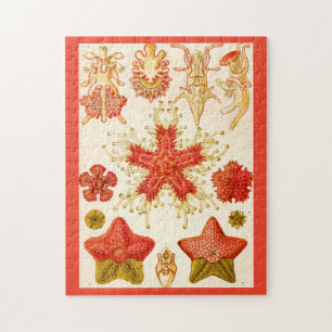 Ernst Haeckel Asteridea Jigsaw Puzzle