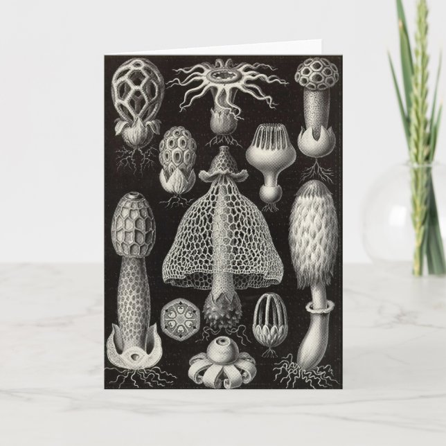 Ernst Haeckel - Basimycetes Mushrooms Card (Front)