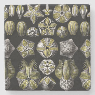 Ernst Haeckel Blastoidea Stone Coaster