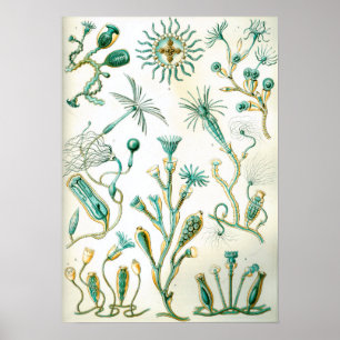 Ernst Haeckel Campanariae Poster