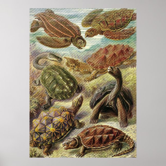 Ernst Haeckel - Chelonia Poster (Front)
