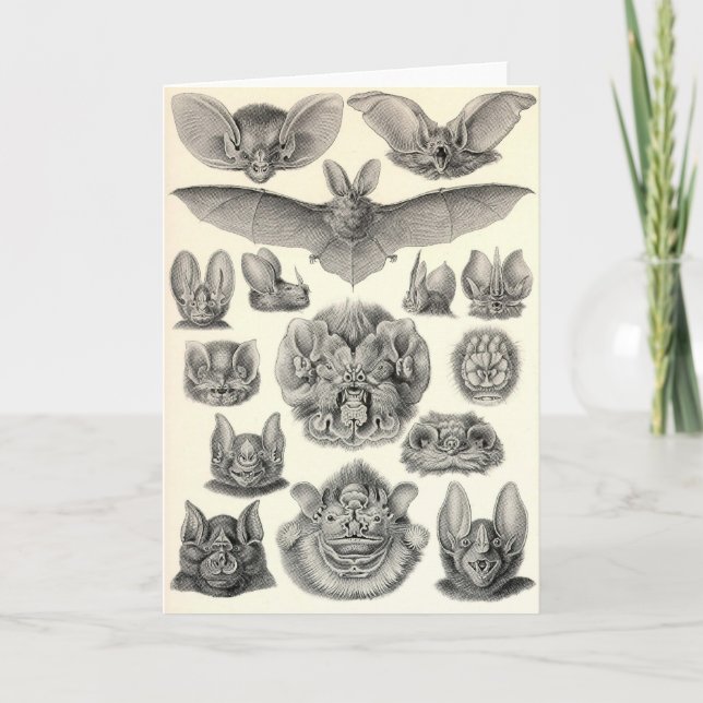 Ernst Haeckel - Chiroptera Bats Card (Front)