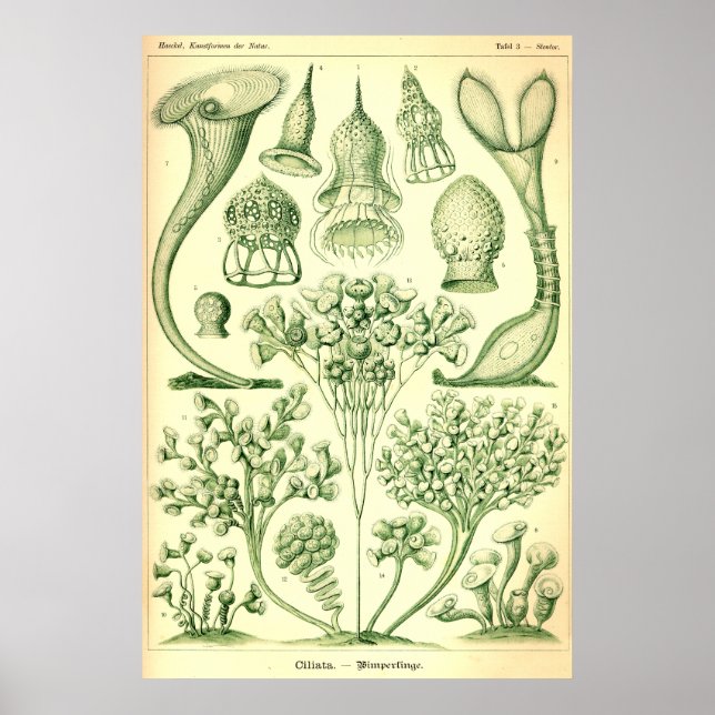 Ernst Haeckel Ciliata Poster (Front)
