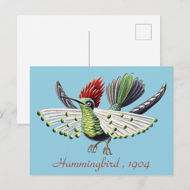 Ernst Haeckel Colourful Vintage Hummingbird Bird Postcard (Front/Back)