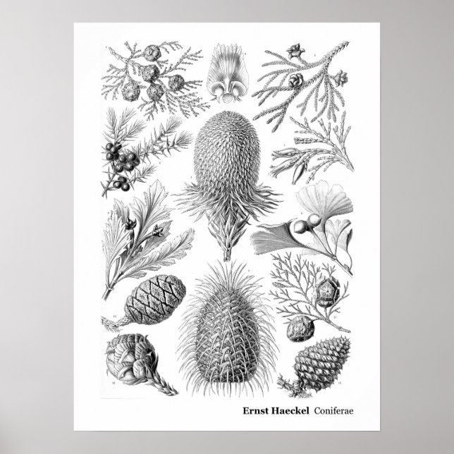 Ernst Haeckel Coniferae Black and White Poster (Front)
