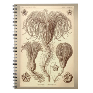 Ernst Haeckel- Crinoids Spiral Notebook