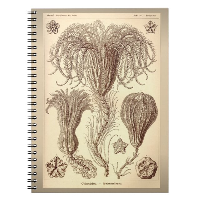 Ernst Haeckel- Crinoids Spiral Notebook (Front)